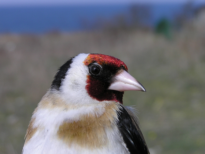 European Goldfinch, Sundre 20050510